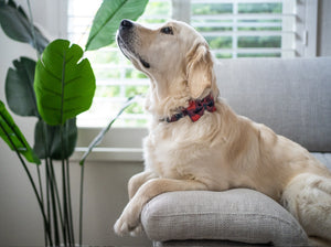 Collar with Bow Tie