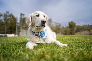 Dog Bandanas